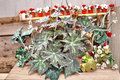Begonia Rex Live Plant, 4 Inch Pot, Variegated Blue Foliage, Indoor Tropical Houseplant