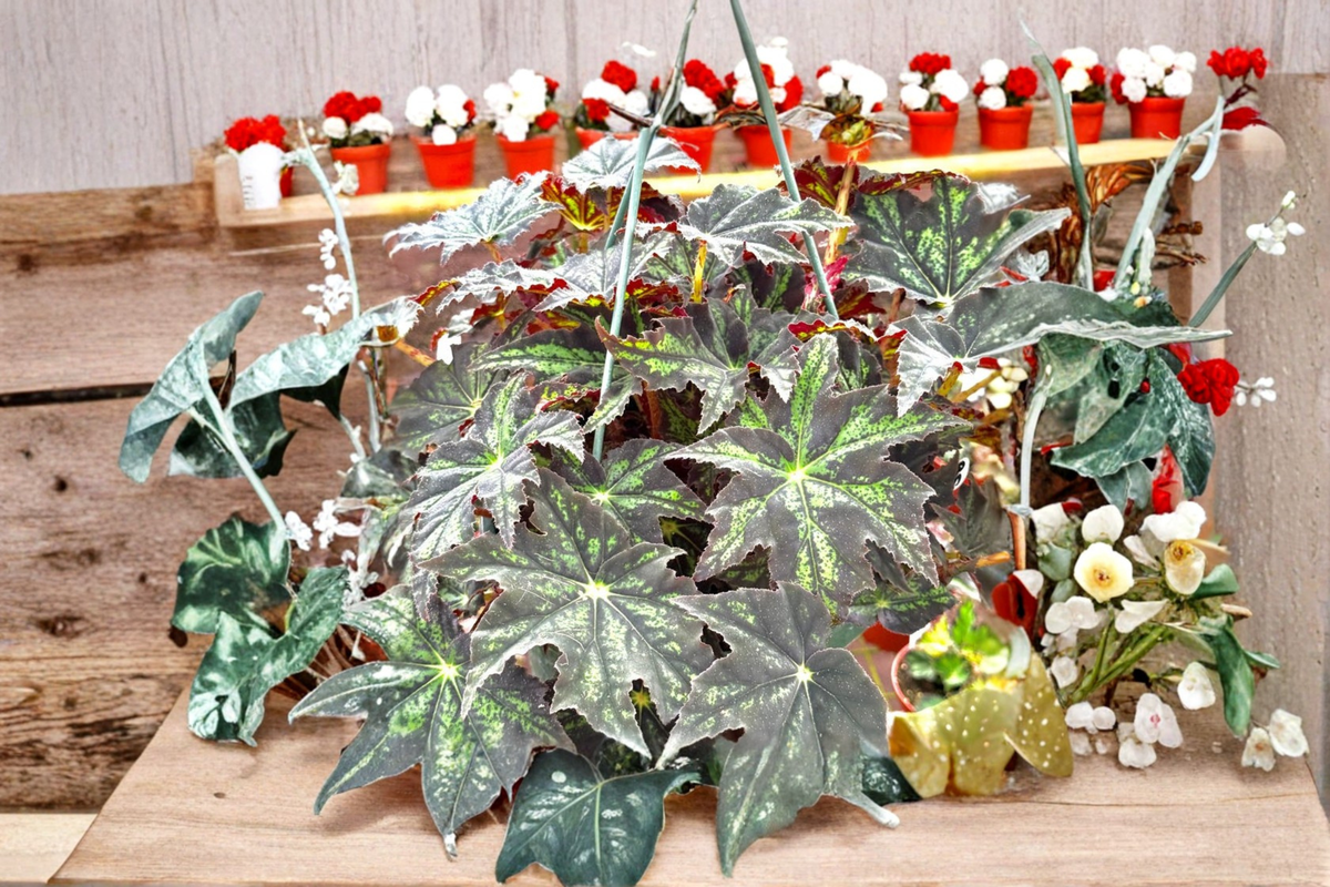Begonia Rex Live Plant, 4 Inch Pot, Variegated Blue Foliage, Indoor Tropical Houseplant