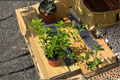 Goldfish Plant Live Starter Plant in 4-Inch Pot, Nematanthus gregarius, Tropical Indoor Houseplant, Trailing Foliage, Orange Blooms