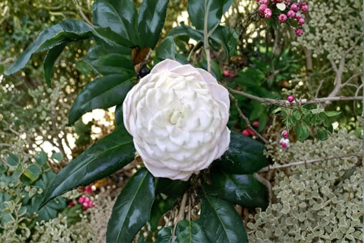 Japanese Camellia ‘Sea Foam’ 3 Gallon – Camellia japonica White Evergreen Flowering Shrub for Shade Gardens
