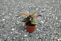 Calathea White Star Live Houseplant, 4 Inch Rooted Tropical Foliage Plant, Pink, White & Green Striped Leaves, Indoor Decorative Plant
