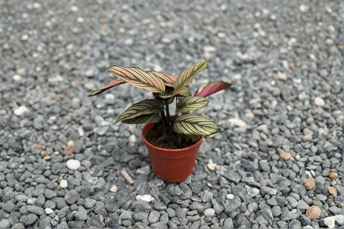 Calathea White Star Live Houseplant, 4 Inch Rooted Tropical Foliage Plant, Pink, White & Green Striped Leaves, Indoor Decorative Plant
