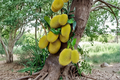 Grafted Golden Nugget Jackfruit Tree – Tropical Fruit Tree, 2-3ft, Artocarpus heterophyllus, Edible Fruit, Backyard Garden