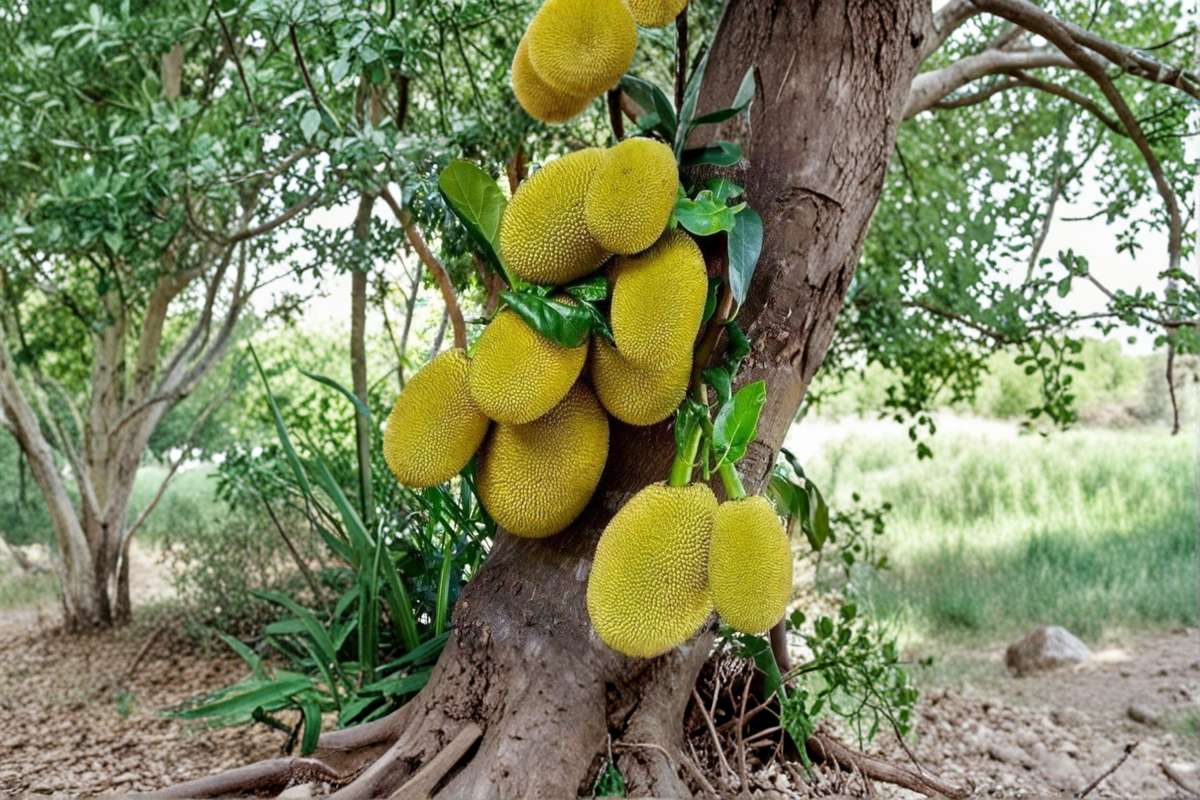 Grafted Golden Nugget Jackfruit Tree – Tropical Fruit Tree, 2-3ft, Artocarpus heterophyllus, Edible Fruit, Backyard Garden