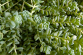 Himalayan Skies Sedum Live Plant in 2 Inch Pot | Succulent, Drought Tolerant, Blue-Green Foliage | Sedum dasyphyllum