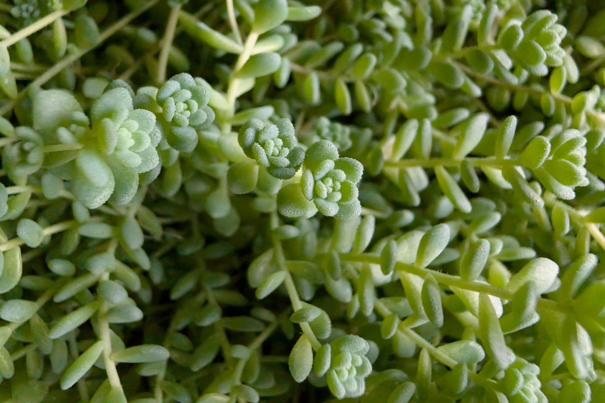 Himalayan Skies Sedum Live Plant in 2 Inch Pot | Succulent, Drought Tolerant, Blue-Green Foliage | Sedum dasyphyllum