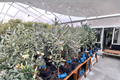 Kaiteri Pineapple Guava Plant – Fruiting Evergreen Shrub in 1 Gallon Pot, Acca sellowiana, Edible Landscape, Garden Border, Container
