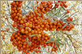 Orange Energy Sea Berry Plant Live 1 Gallon Potted Hippophae rhamnoides Shrub for Garden & Landscape
