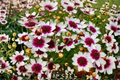 Coreopsis Ice Wine Live Starter Plant - Perennial Flower in 2.5" Pot, Cream Yellow & Burgundy, Full Sun, Zone 5-9