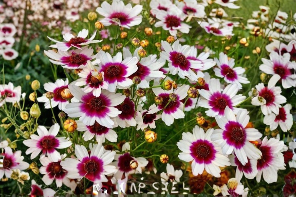 Coreopsis Ice Wine Live Starter Plant - Perennial Flower in 2.5" Pot, Cream Yellow & Burgundy, Full Sun, Zone 5-9