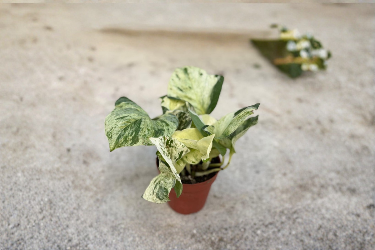 Manjula Pothos Live Plant, Variegated White Epipremnum aureum, Starter Rooted Cutting, Indoor Houseplant Gift