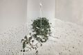 Pilea Glauca Aquamarine Trailing Houseplant 4.5 Inch Pot Indoor Decor, Cascading Foliage, Tropical Plant