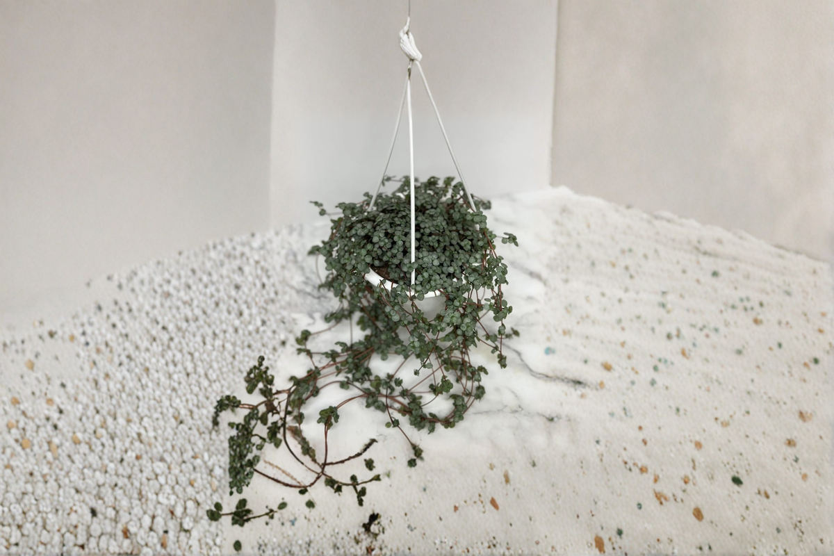 Pilea Glauca Aquamarine Trailing Houseplant 4.5 Inch Pot Indoor Decor, Cascading Foliage, Tropical Plant