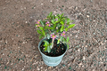 Barbados Cherry Bonsai Tree Live Plant, 3.5 Inch Pot, Malpighia Glabra, Tropical Bonsai, Indoor Outdoor Decorative Plant