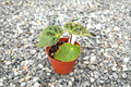 Begonia Ferox Live Plant - Rare Tropical Indoor Houseplant with Spiked Foliage, Rooted Begonia for Indoor Decor and Gift