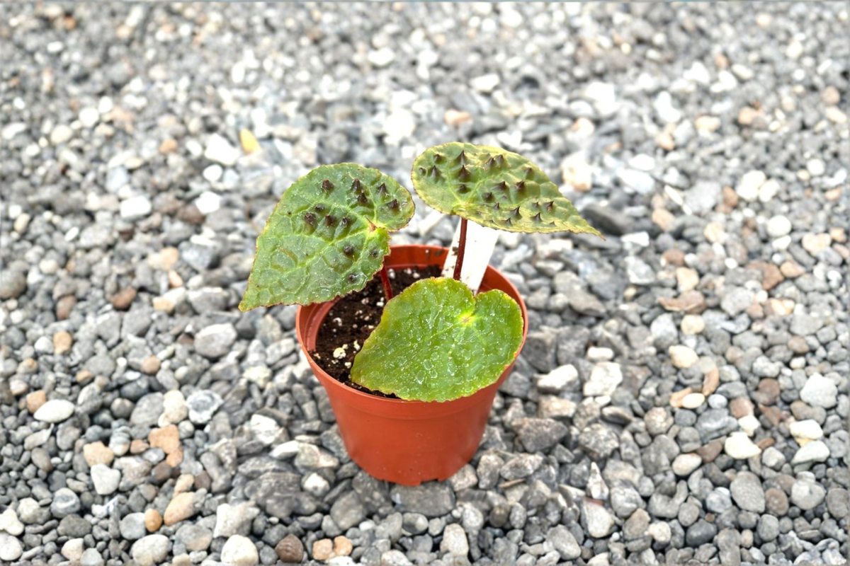 Begonia Ferox Live Plant - Rare Tropical Indoor Houseplant with Spiked Foliage, Rooted Begonia for Indoor Decor and Gift