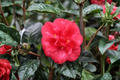 Japanese Camellia ‘Nagasaki’ 3 Gallon Evergreen Shrub with Red Flowers, Camellia japonica, Shade Garden Plant