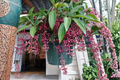 Florinilla Magic Medinilla Live Starter Plant – Tropical Ornamental Houseplant in Pot, Exotic Foliage, Rare Indoor Tropical Plant