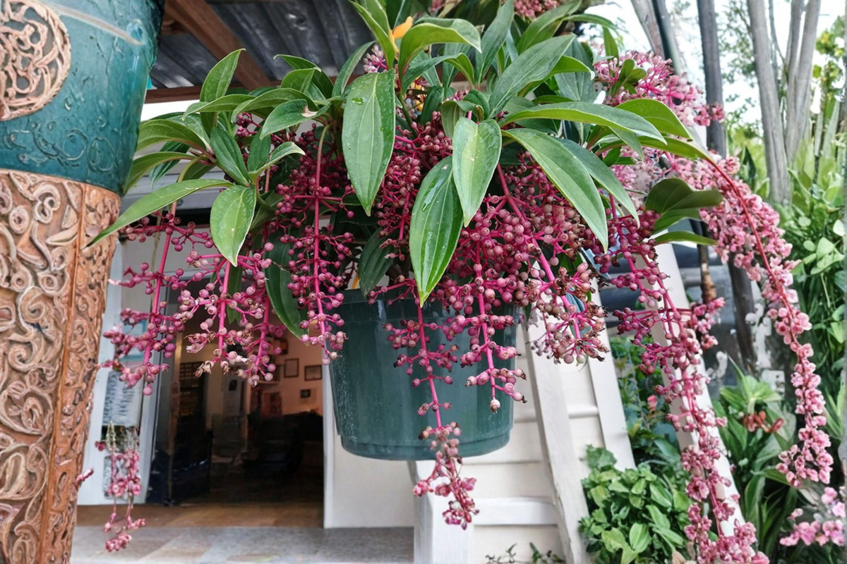Florinilla Magic Medinilla Live Starter Plant – Tropical Ornamental Houseplant in Pot, Exotic Foliage, Rare Indoor Tropical Plant