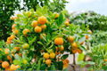 Dwarf Calamondin Orange Tree Live Citrus Plant in One-Gallon Pot with Flowers & Fruit, Citrus × microcarpa
