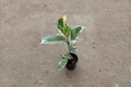 Ficus Tineke Variegated Rubber Plant 2 Inch Live Indoor Tropical Houseplant, Easy Care, Unique Foliage