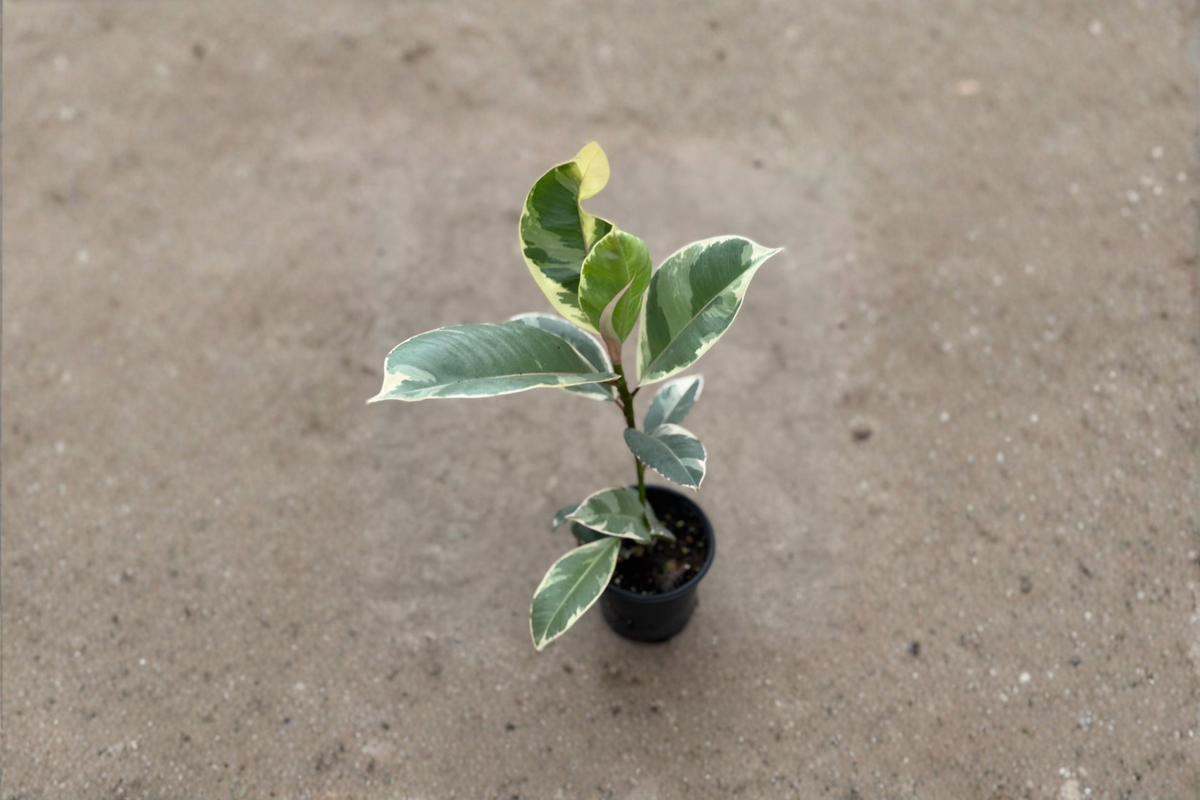 Ficus Tineke Variegated Rubber Plant 2 Inch Live Indoor Tropical Houseplant, Easy Care, Unique Foliage