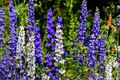 Delphinium Magic Fountains Mix Live Perennial Starter Plants – 4 Plugs, Colorful Flowering Garden Plants, Pollinator-Friendly, Compact Series
