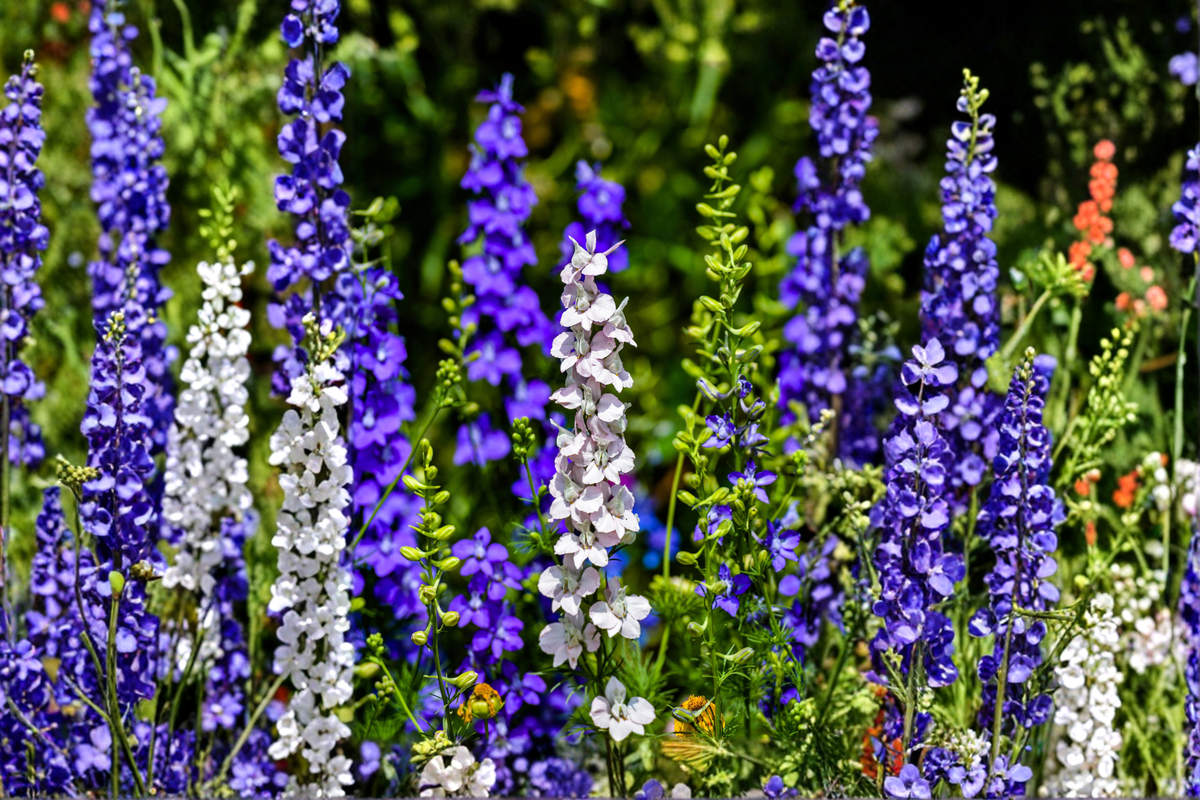 Delphinium Magic Fountains Mix Live Perennial Starter Plants – 4 Plugs, Colorful Flowering Garden Plants, Pollinator-Friendly, Compact Series