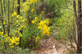 Yellow Pride of Barbados Live Plant – Dwarf Caesalpinia pulcherrima Tropical Flowering Tree
