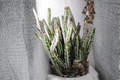 Pickle Plant Live Succulent in 4 Inch Pot, Curio stapeliiformis, Unique Upright Cylindrical Stem, Drought Tolerant Indoor Plant