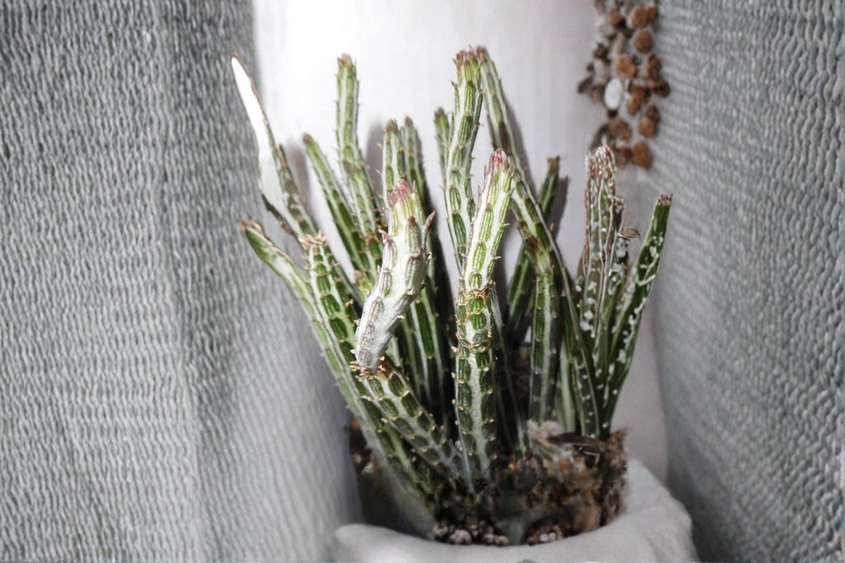 Pickle Plant Live Succulent in 4 Inch Pot, Curio stapeliiformis, Unique Upright Cylindrical Stem, Drought Tolerant Indoor Plant