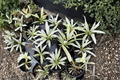 Philodendron Ring of Fire Mint Live Plant – Rare Variegated Tropical Houseplant in 3-4 Inch Pot