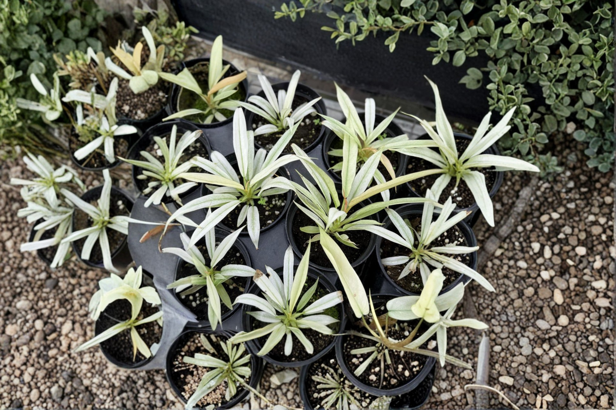 Philodendron Ring of Fire Mint Live Plant – Rare Variegated Tropical Houseplant in 3-4 Inch Pot
