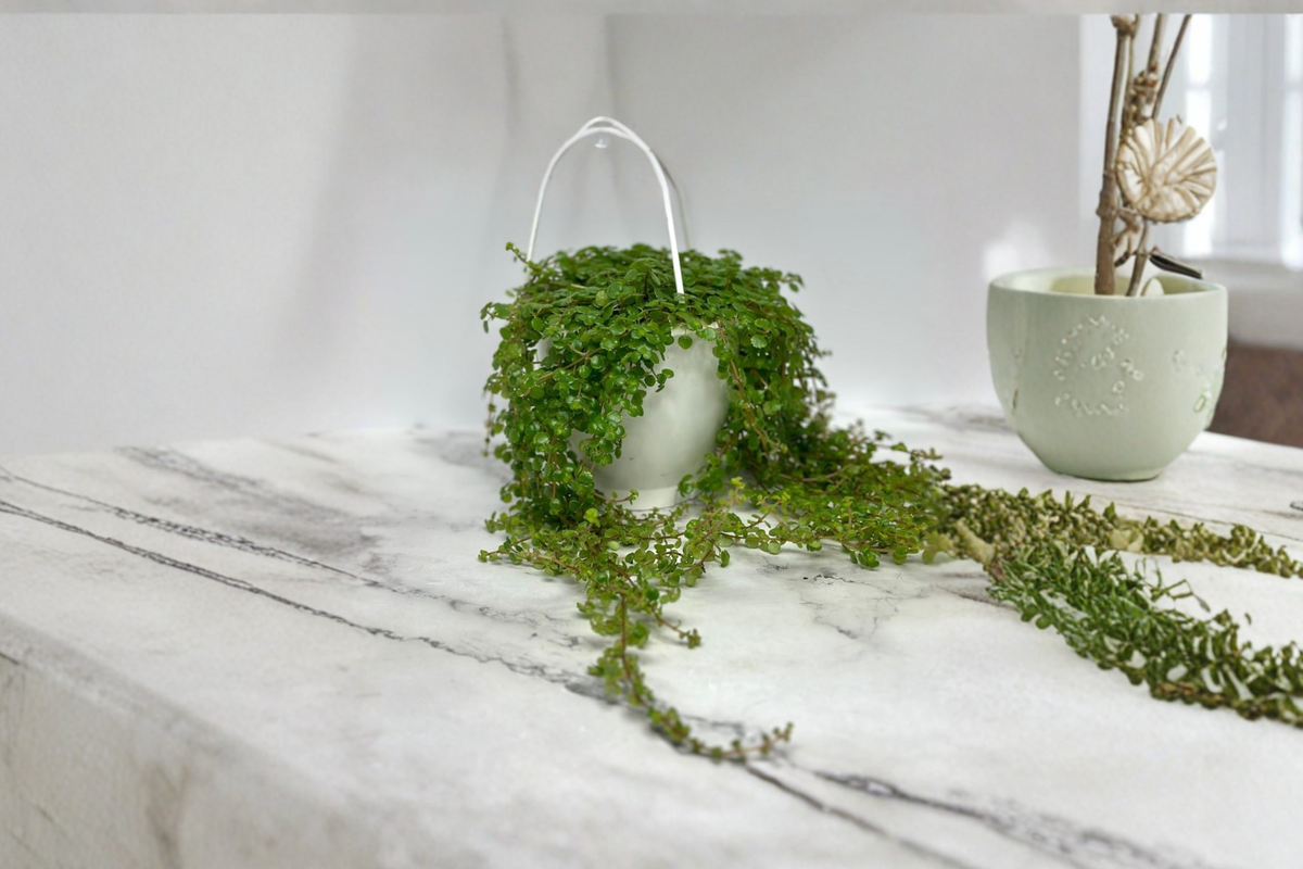 Trailing Pilea depressa Live Plant in 4.5 Inch Hanging Pot, Baby Tears Houseplant, Indoor Decor, Rooted Tropical Houseplant