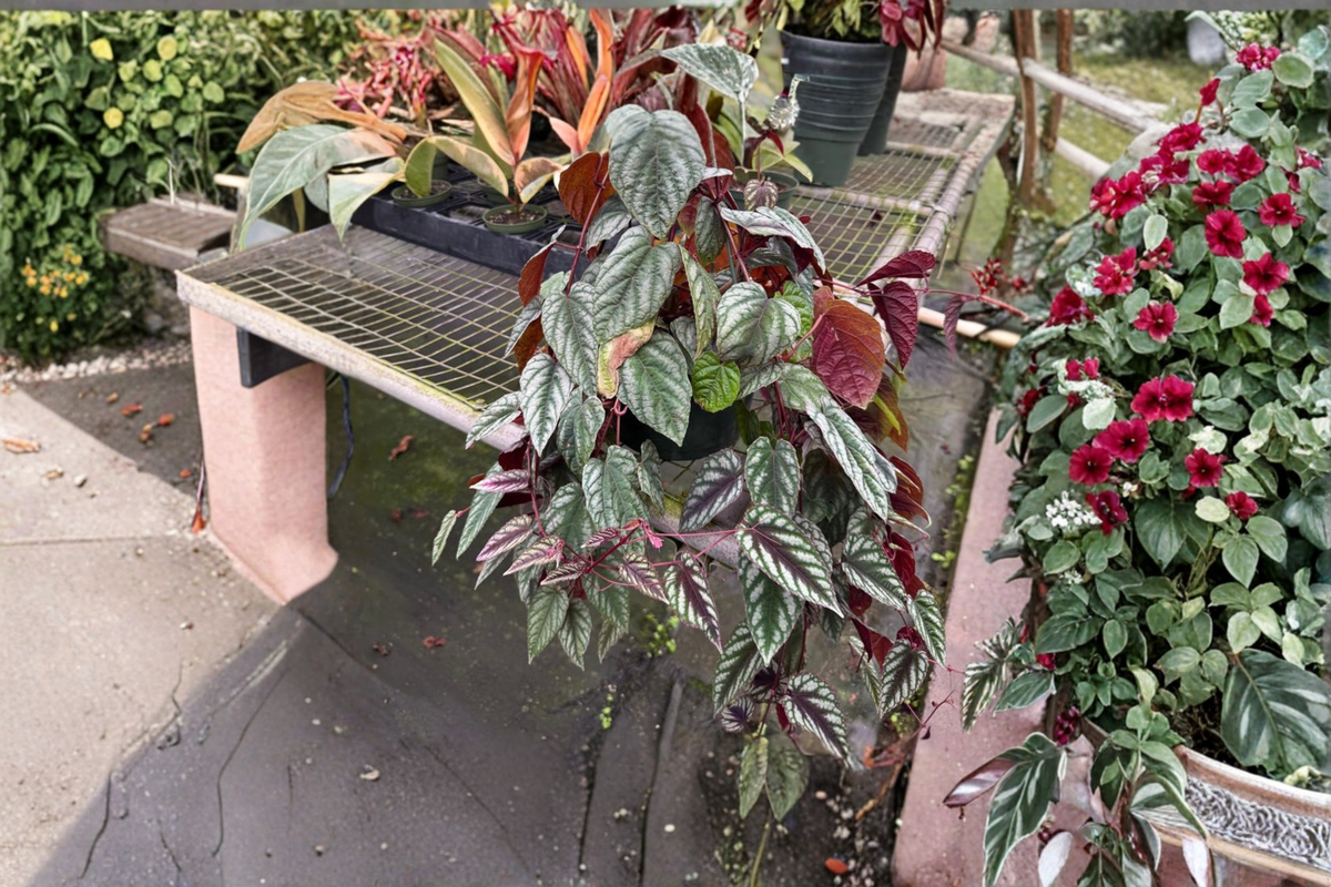 Cissus Discolor Live Plant, 4-Inch Pot, Rare Rex Begonia Vine, Indoor Tropical Houseplant, Climbing Trailing Foliage