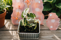 Rooted Pothos Live Plant, Pearls and Jade Variegated Houseplant, 2.5 Inch Pot, Epipremnum aureum Indoor Vine