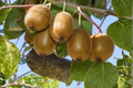Saanichton Fuzzy Kiwi Vine Live Plant, 1 Gallon Pot, Actinidia deliciosa 'Saanichton', Climbing Fruit Vine, 2-3ft Tall, Ready to Grow