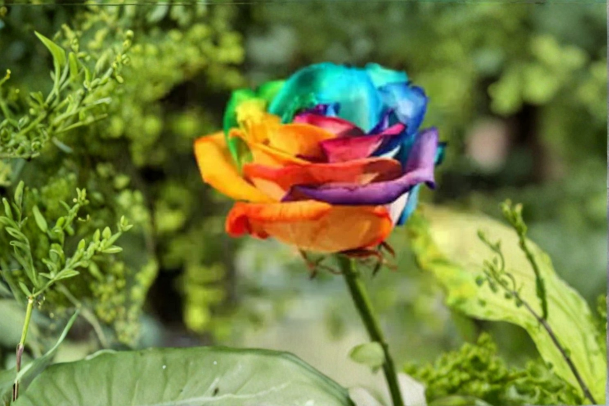 Rare Multi-Colored Rose Seeds – Fragrant Ornamental Flower Seeds for Garden, Landscape, and Container Planting