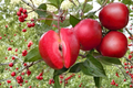 Redlove Era Apple Tree Grafted Live Plant 1 Gallon Pot - Malus domestica Fruit Tree for Backyard Garden