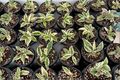 Hoya Krinkle 8 Albo Marginata Live Plant, Variegated Tropical Houseplant in 4 Inch Pot, Curled Foliage, Indoor Decor
