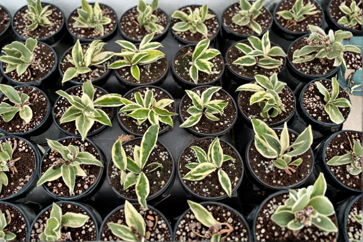 Hoya Krinkle 8 Albo Marginata Live Plant, Variegated Tropical Houseplant in 4 Inch Pot, Curled Foliage, Indoor Decor