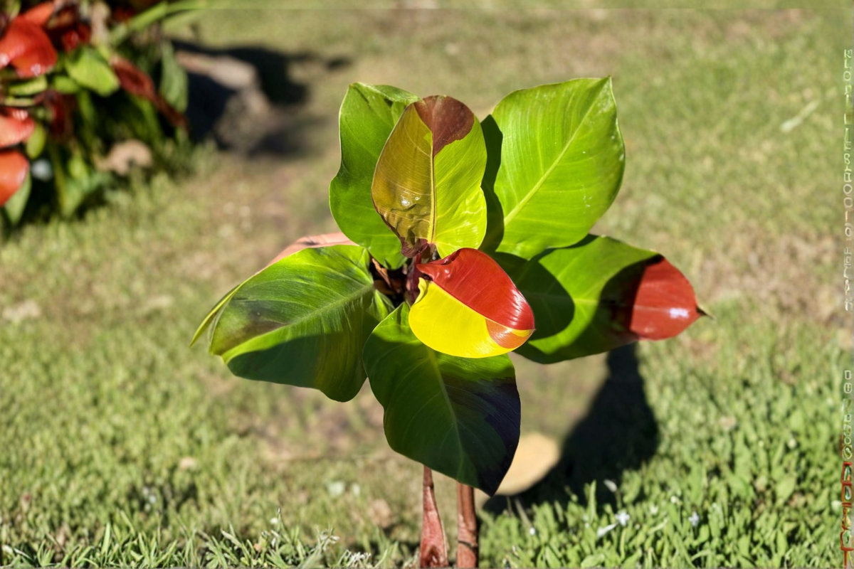 Philodendron Yellow Flame Live Plant – Tropical Indoor Houseplant, Rooted Starter, Bright Green-Yellow Foliage, Easy Care, Gift