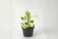Hoya Carnosa Krimson Queen Live Plant, Variegated Indoor Houseplant, Rooted 2-Inch Trailing Foliage, Tropical Decorative Plant