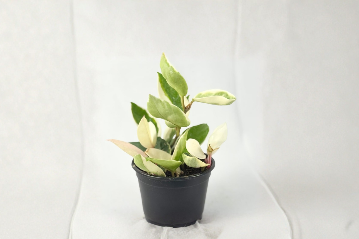 Hoya Carnosa Krimson Queen Live Plant, Variegated Indoor Houseplant, Rooted 2-Inch Trailing Foliage, Tropical Decorative Plant