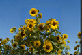 Giant Sunflower Seeds 10 Pack – Tall Helianthus annuus for Outdoor Gardens & Borders