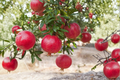 Pomegranate Tree Live Plant, 3-4ft Tall, Air Layered, Fruit Bearing, Punica granatum, Backyard Garden