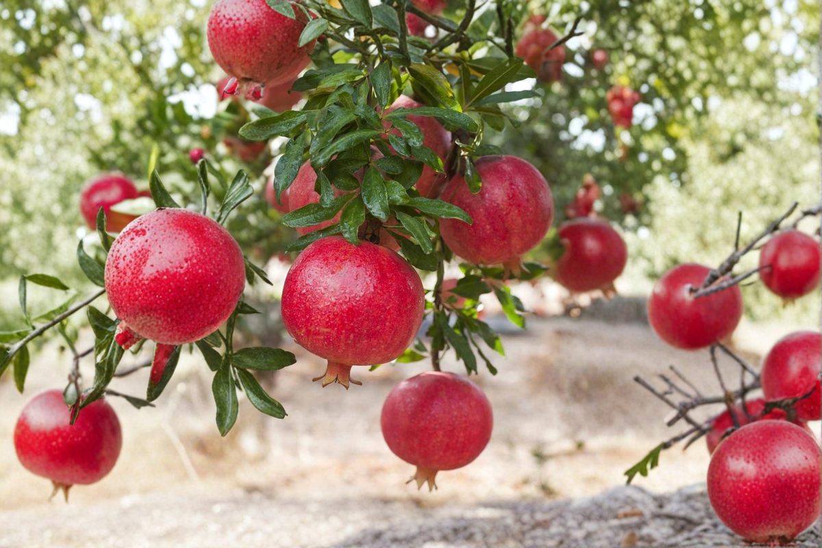Pomegranate Tree Live Plant, 3-4ft Tall, Air Layered, Fruit Bearing, Punica granatum, Backyard Garden