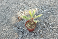 Variegated Crown of Thorns Plant - 3 Inch Pot, Euphorbia Milii Succulent, Indoor Houseplant, Bright Light, Gift
