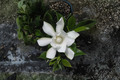 Frost Proof Gardenia Rooted Starter Plant – Evergreen Shrub with Fragrant White Flowers – Gardenia jasminoides