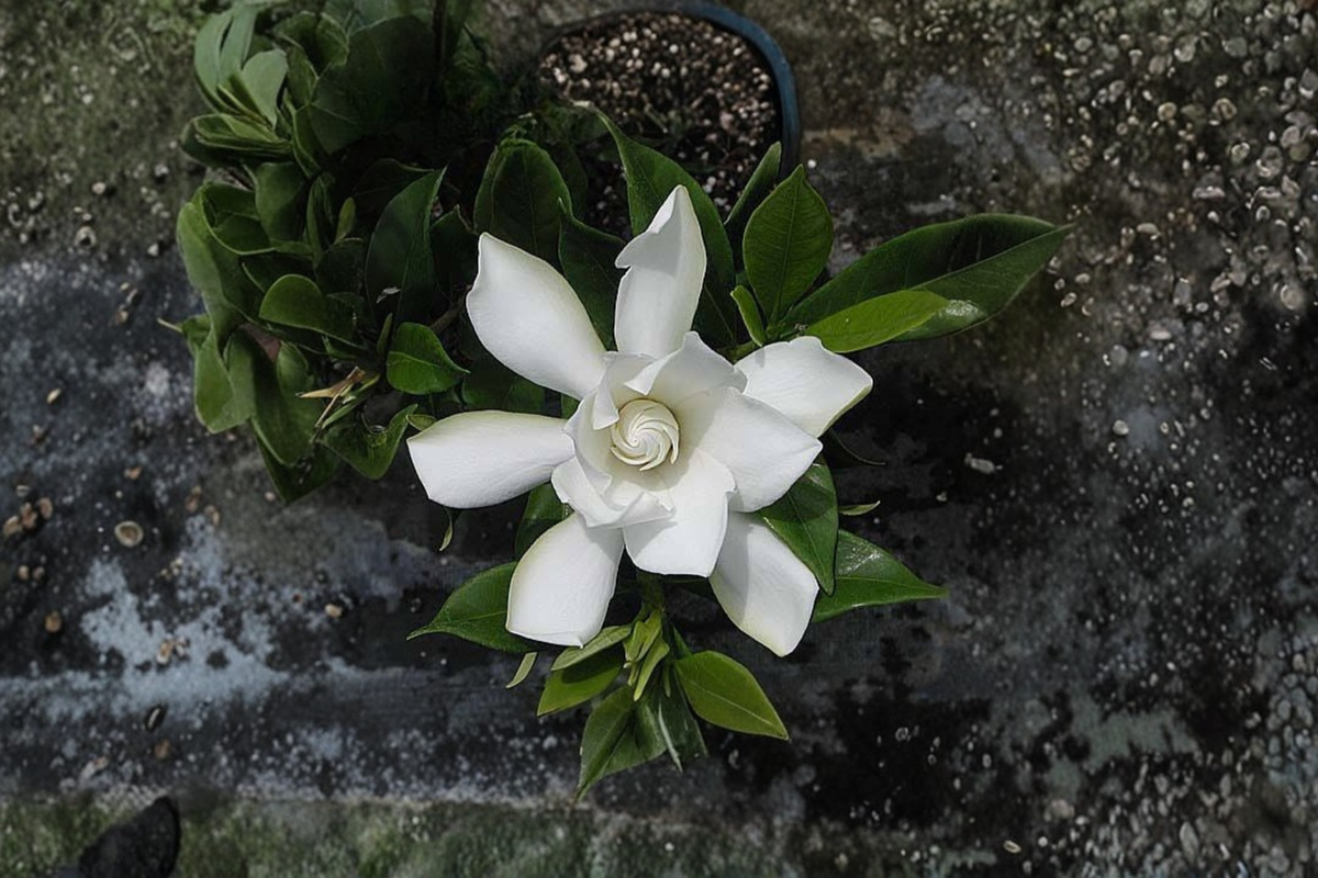 Frost Proof Gardenia Rooted Starter Plant – Evergreen Shrub with Fragrant White Flowers – Gardenia jasminoides